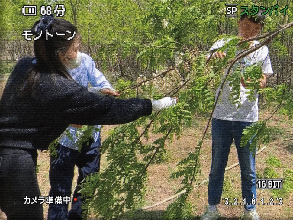 春日采摘